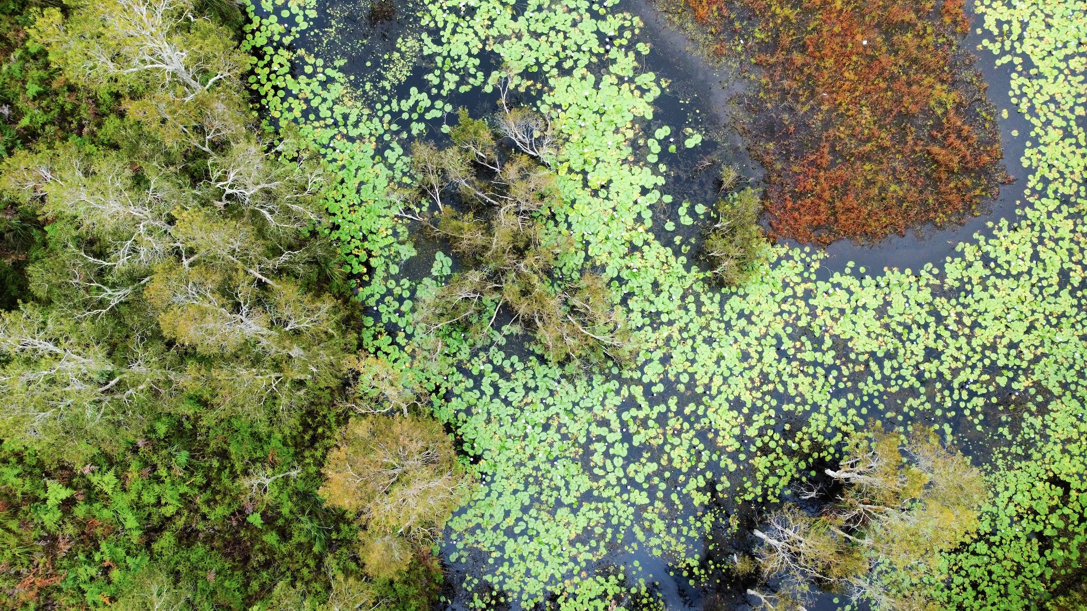 Aerial view photography that draws inspiration from nature
